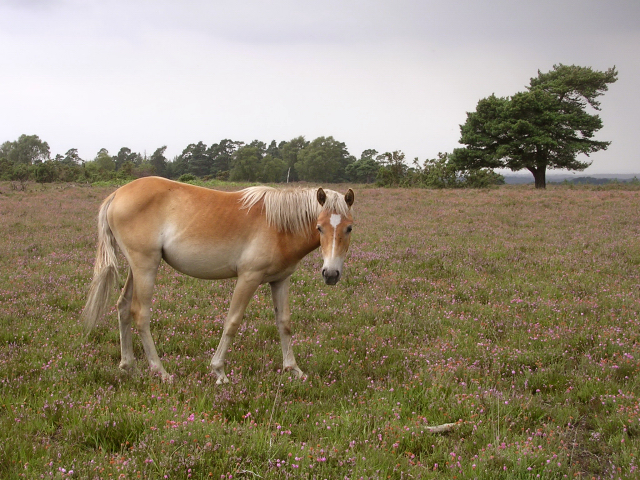 File:Pony on Beaulieu Heath East with Crabhat Inclosure behind, New Forest - geograph.org.uk - 32378.jpg