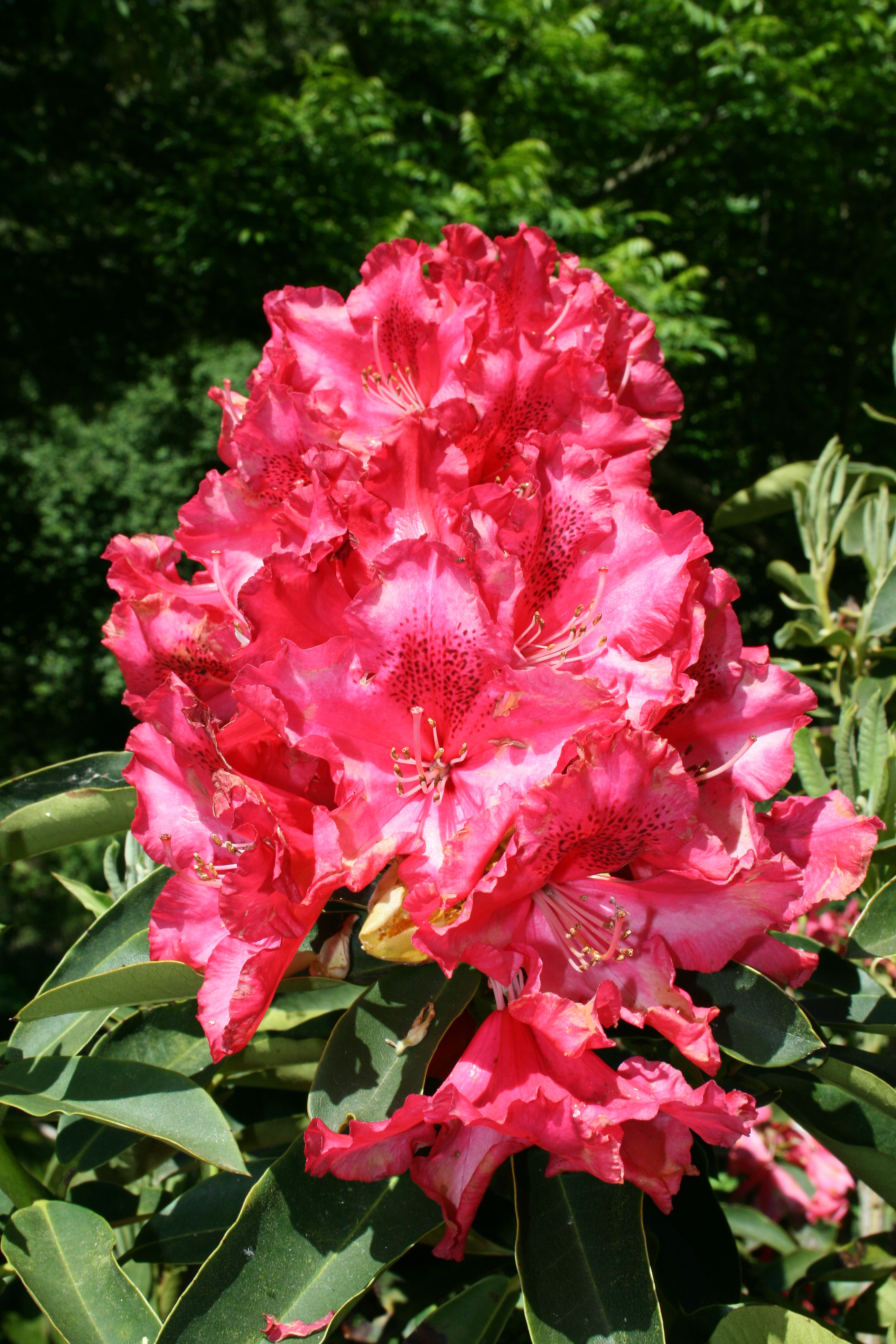 File:Rhododendron Kluis Sensation - R0401 (2).JPG - Wikimedia Commons