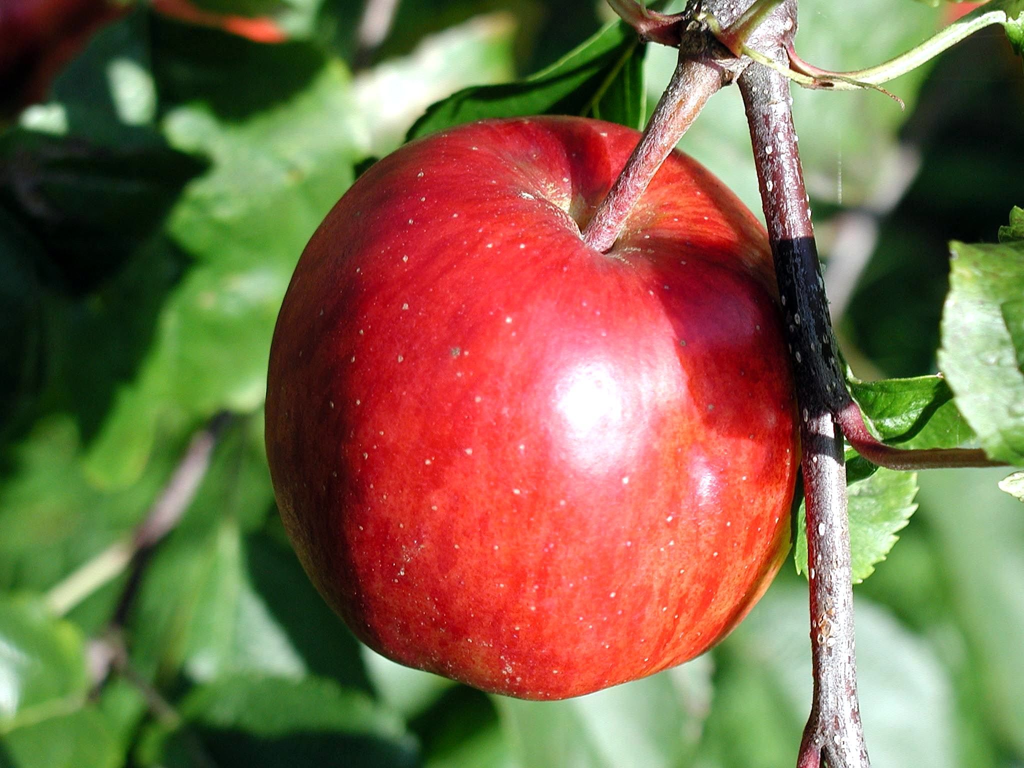 https://upload.wikimedia.org/wikipedia/commons/3/33/Ripe_apple_on_branch.jpg