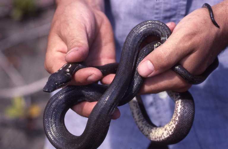 File:Round Island Boa.jpeg