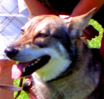 File:Saarloos Wolfdog head.jpg