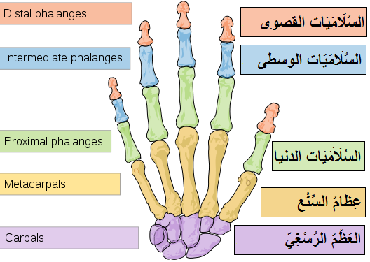 File:Scheme human hand bones-en Arabic YM.png