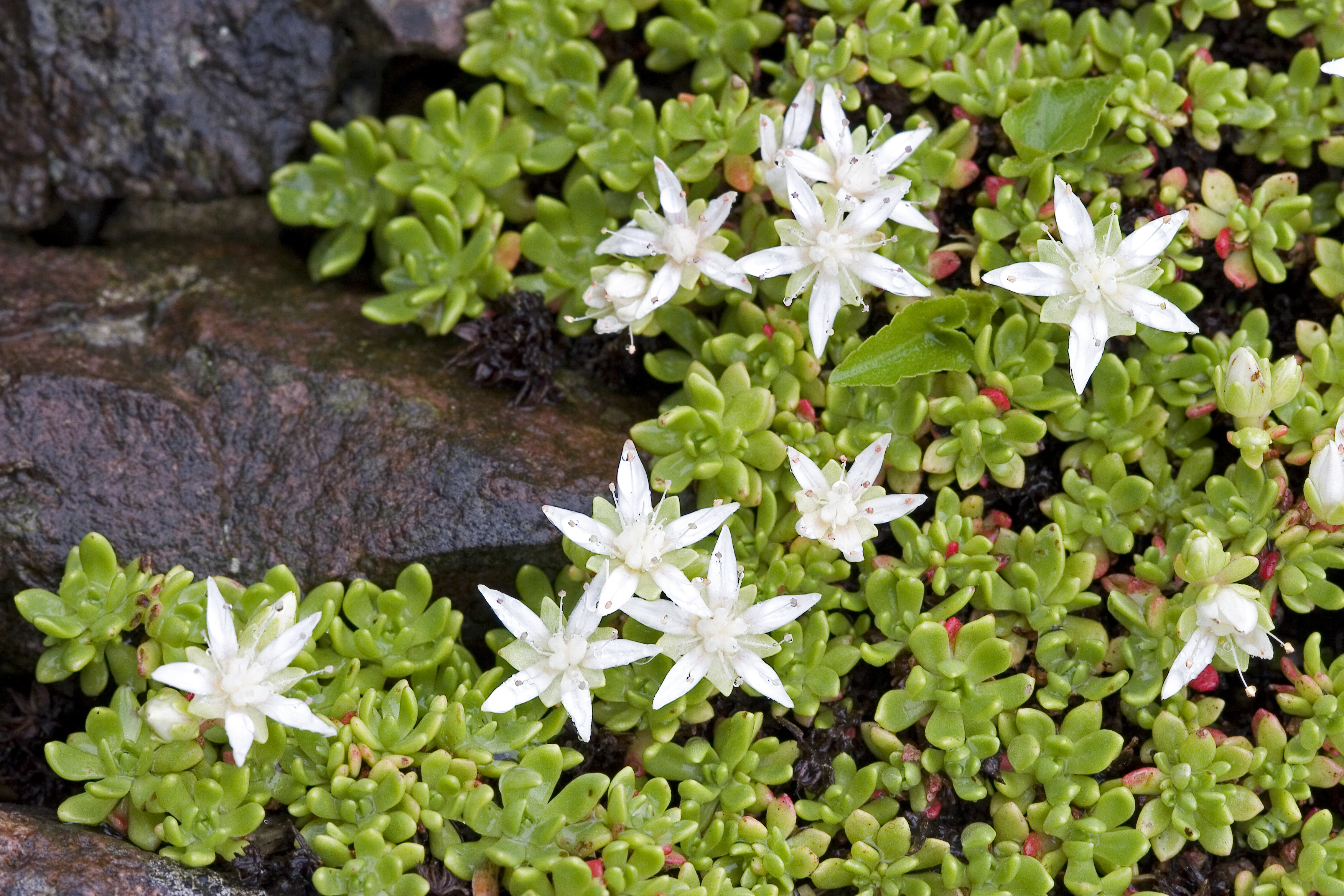 sedum trollii 