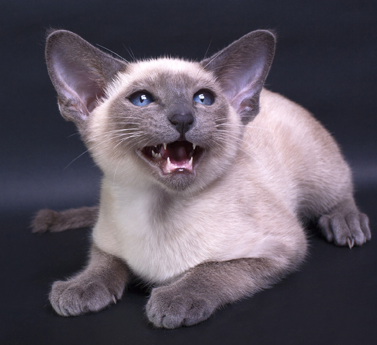 39 Top Images Blue Point Siamese Cats For Sale : What Is the Expected Life Span of a Blue-Point Siamese Cat ...