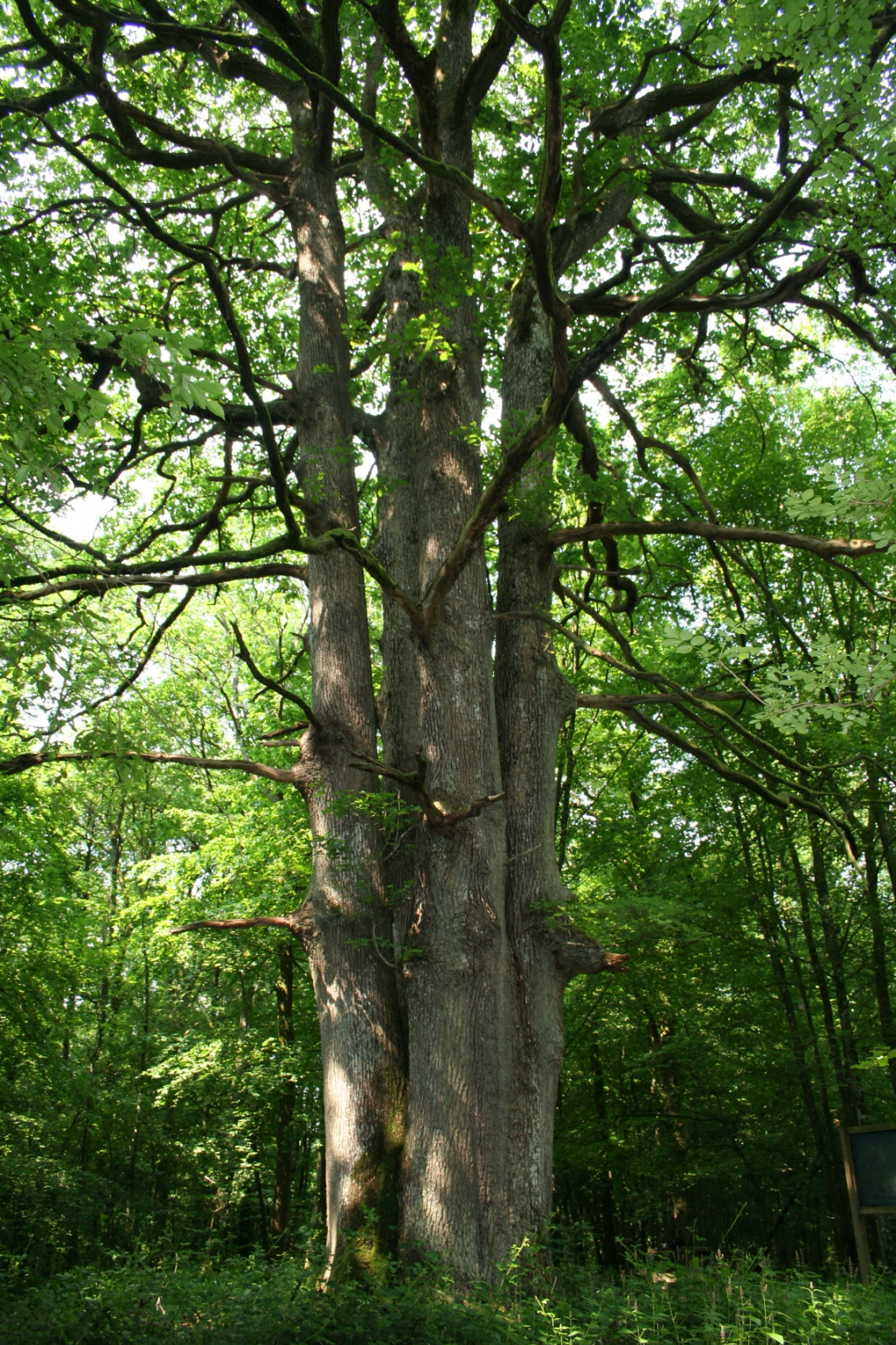 Quercus petraea - Wikipedia, la enciclopedia libre
