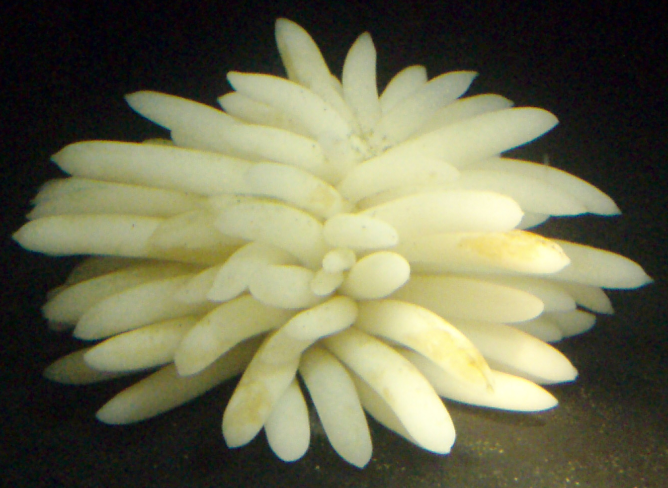 Picture of a clutch of squid egg (species type unfortunately not specified) cases on display at the Monterery Aquarium. Photographed on April 2, 2007.