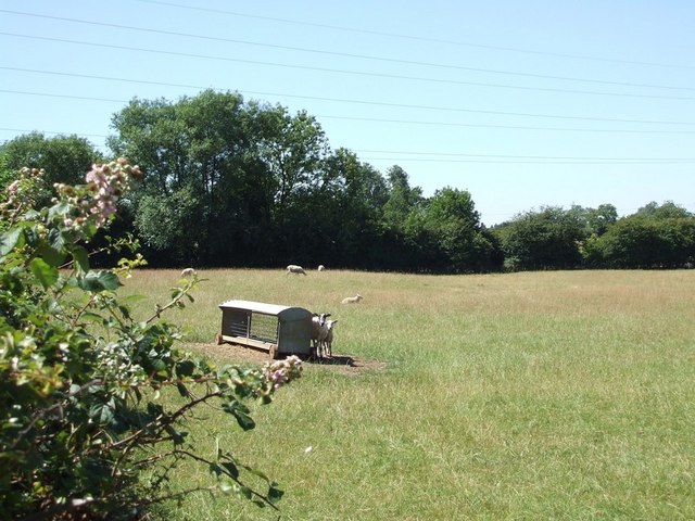 File:Sunny shorn sheep - geograph.org.uk - 204788.jpg