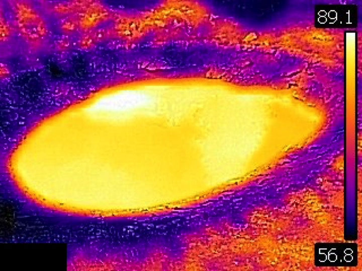 File:Thermal image of WTLGNN080 (late afternoon, 1 June 2017).jpg