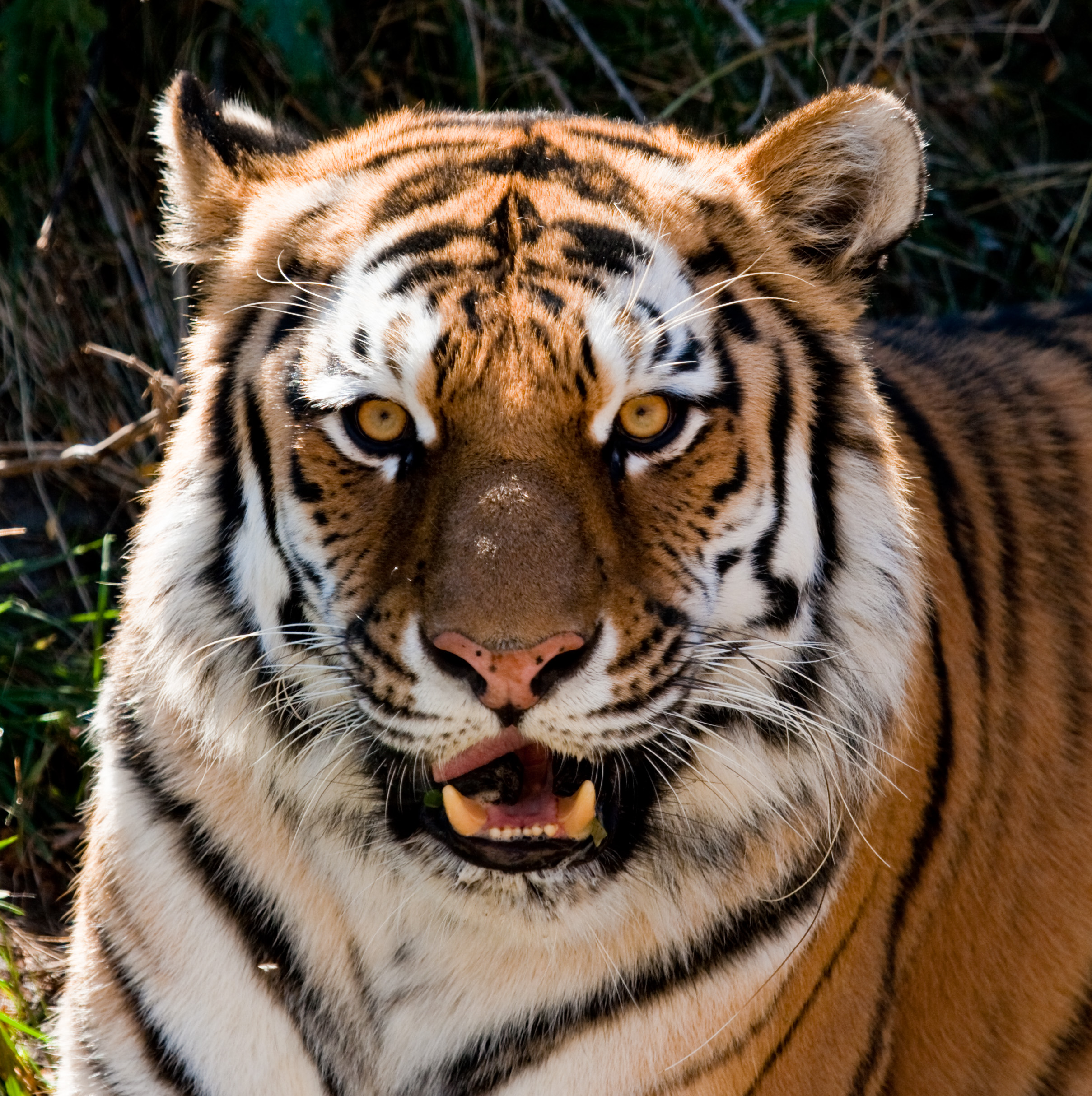 File:Tiger eyes (4227739398).jpg - Wikimedia Commons