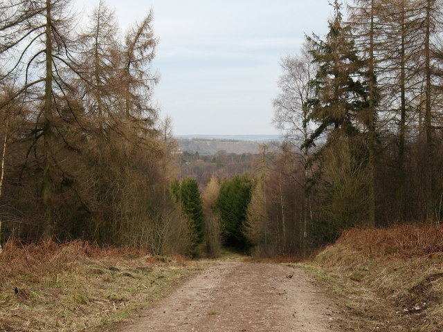 File:Track down Greystone Rigg - geograph.org.uk - 706275.jpg