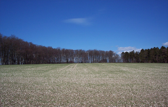 File:Tree Lined Field above Tollard Royal - geograph.org.uk - 315226.jpg