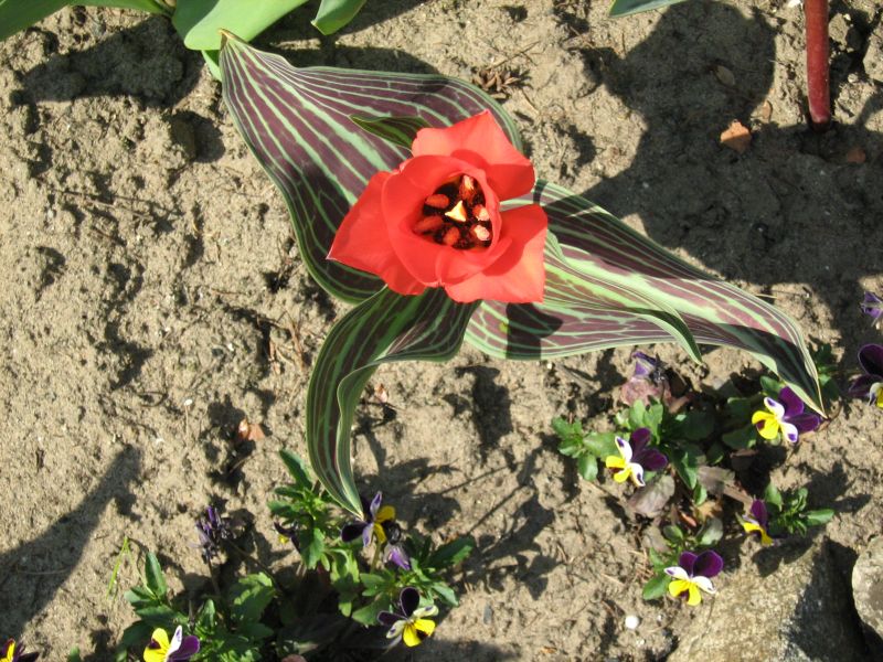 File:Tulipa greigii 12.jpg