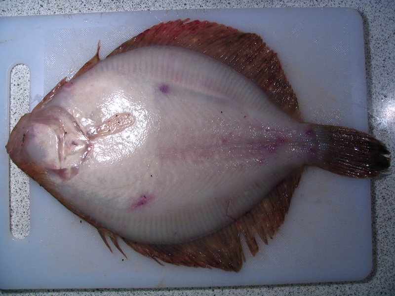 File:Turbot-de-sable-dessous.jpg