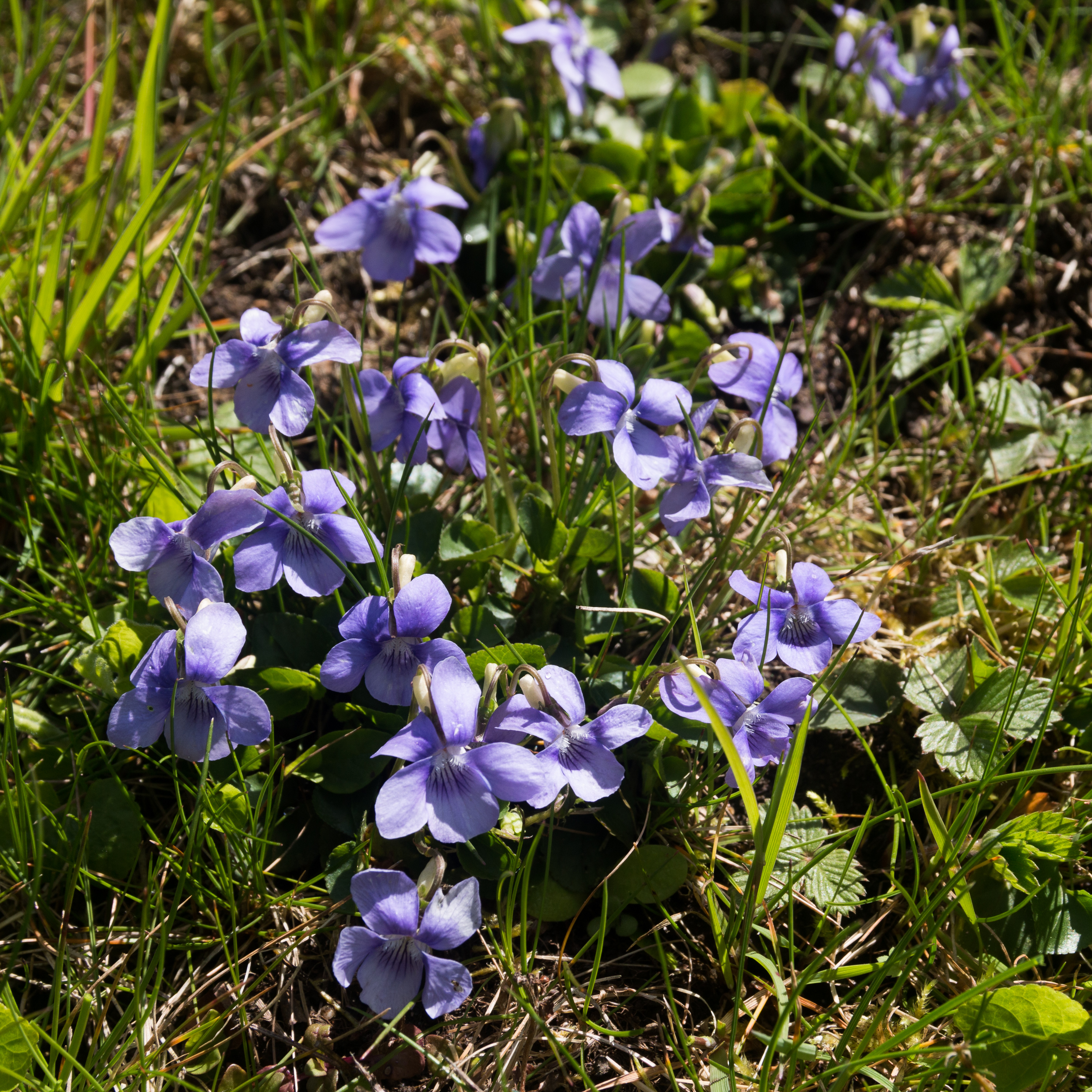 Фиалка собачья (Viola Canina)