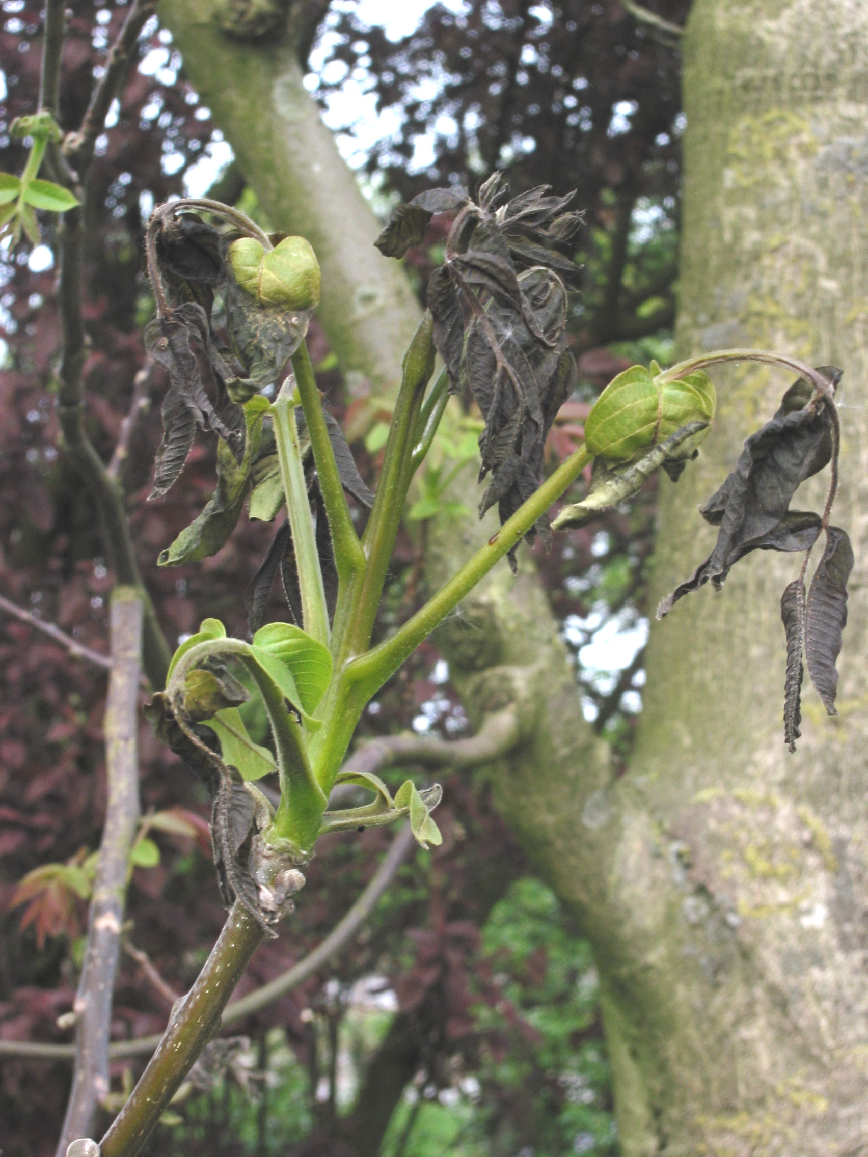 invoeren oorsprong Geheim File:Walnoot vorstschade (Juglans regia frost damage).jpg - Wikimedia  Commons