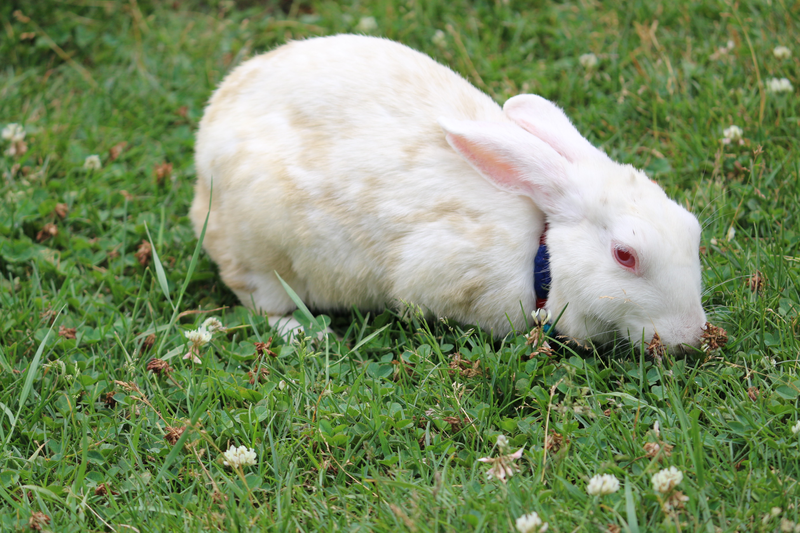 White rabbit with red eyes