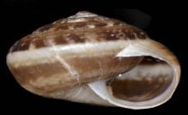 <i>Xeroplexa arrabidensis</i> Species of gastropod