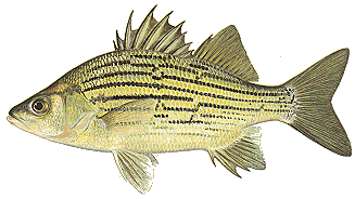 Yellow bass - Wikipedia