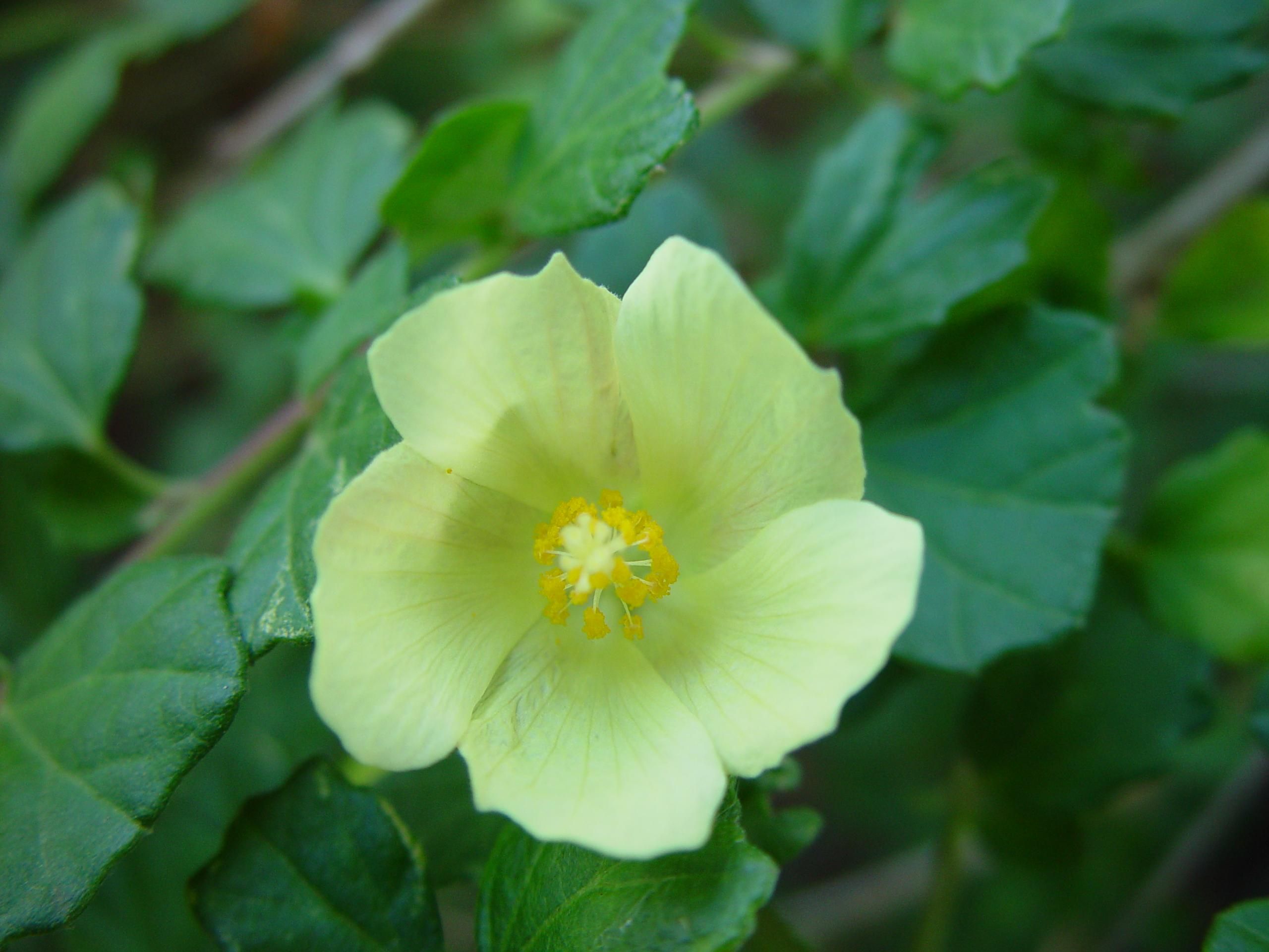 yellow green flower