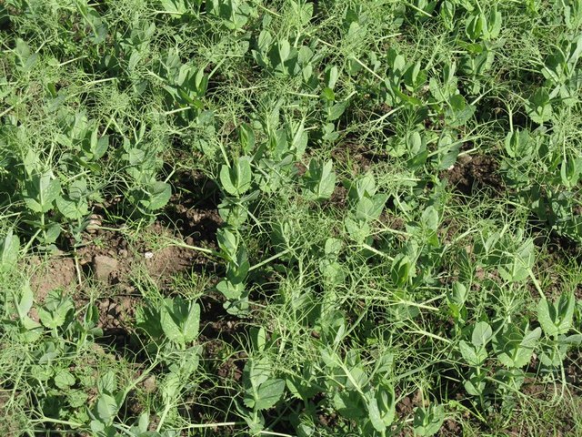 Image result for peas plant, wikimedia