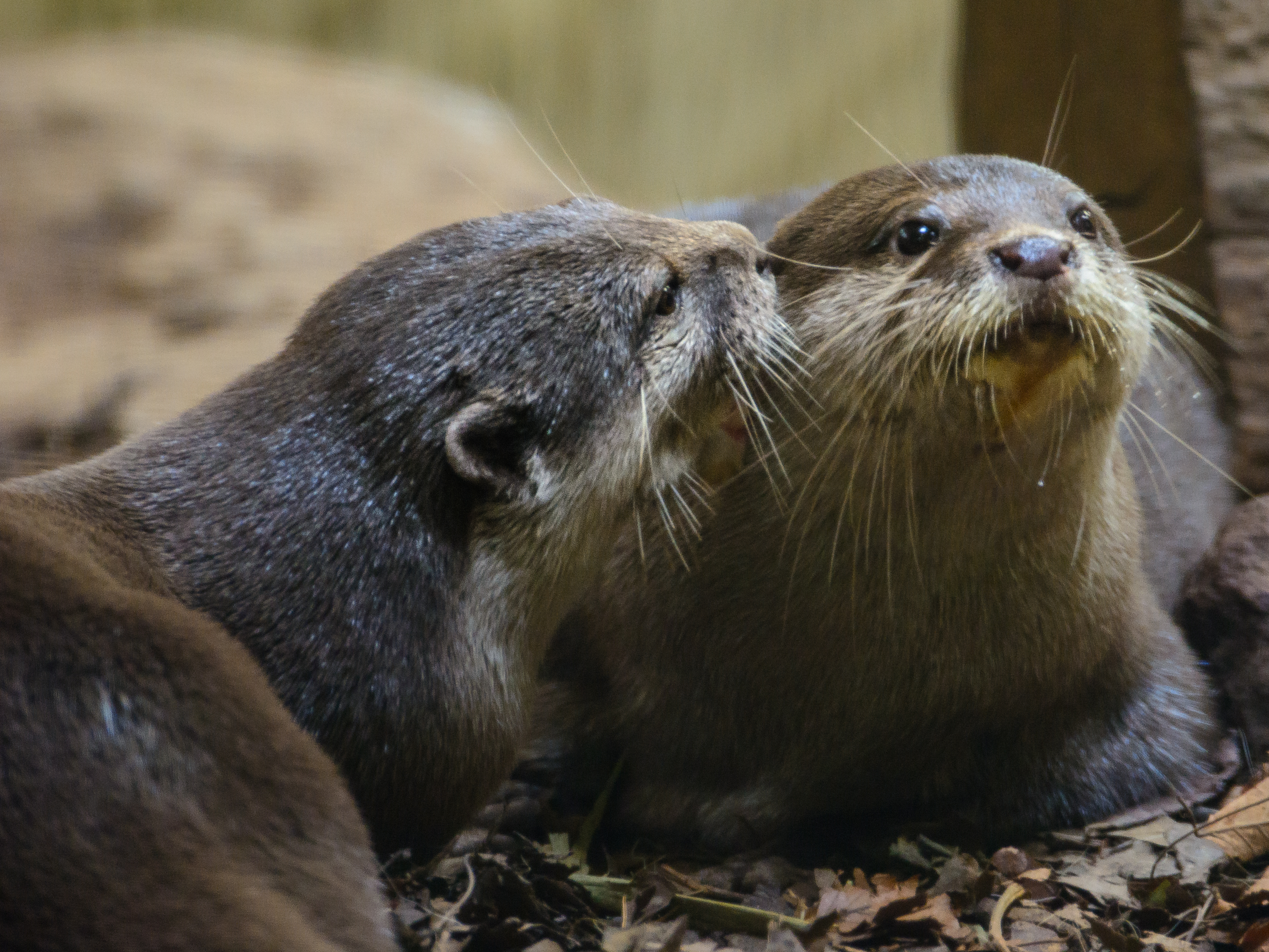 Zürich Zoo Asian small-clawed otters (13388424205).jpg. 