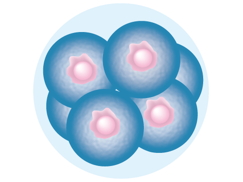 File:8-cell stage embryo.png