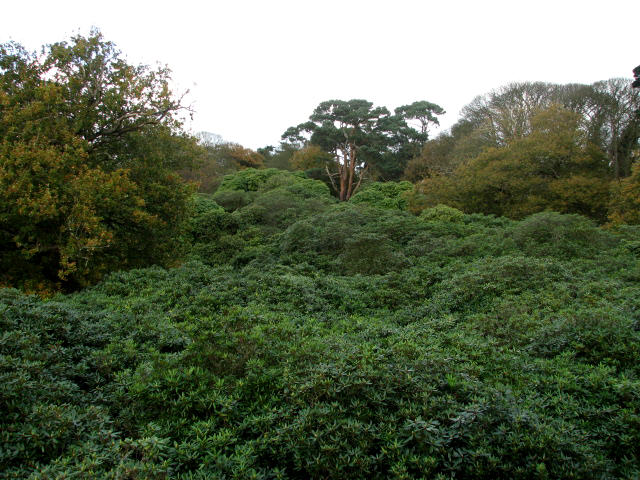 File:A carpet of rhododendrons - geograph.org.uk - 609513.jpg