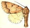 <i>Acronicta innotata</i> Species of moth