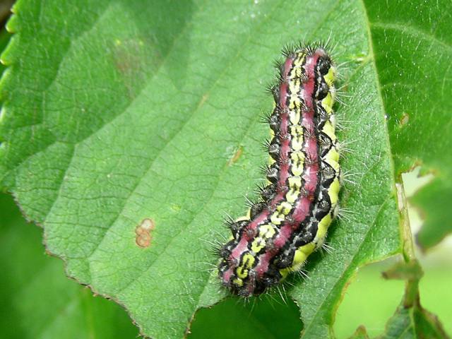 File:Aglaope infausta larva.jpg