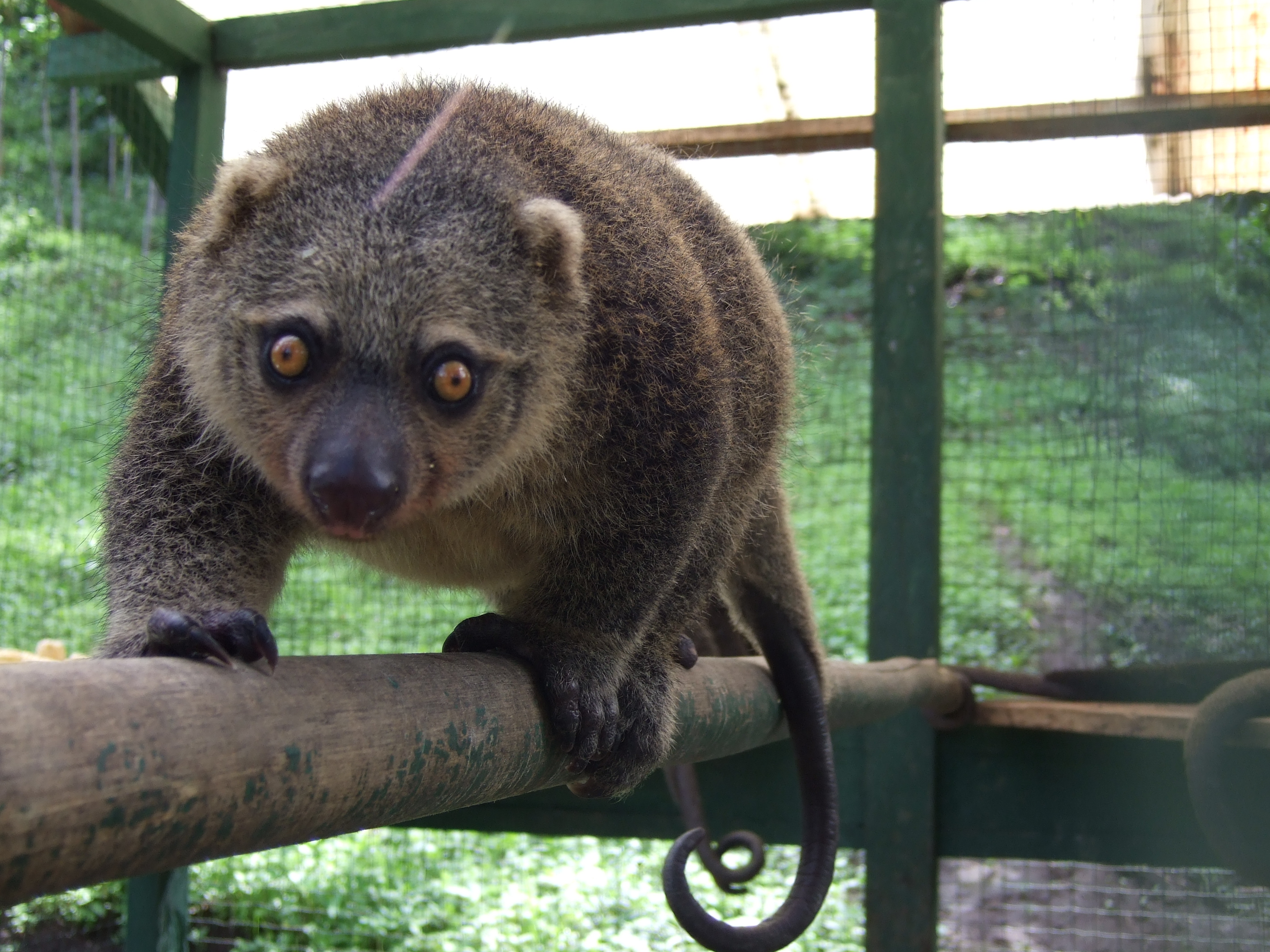 Kuskus beruang merupakan hewan yang dapat ditemukan di Sulawesi