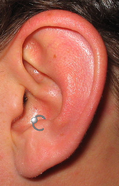 File:Antitragus.png