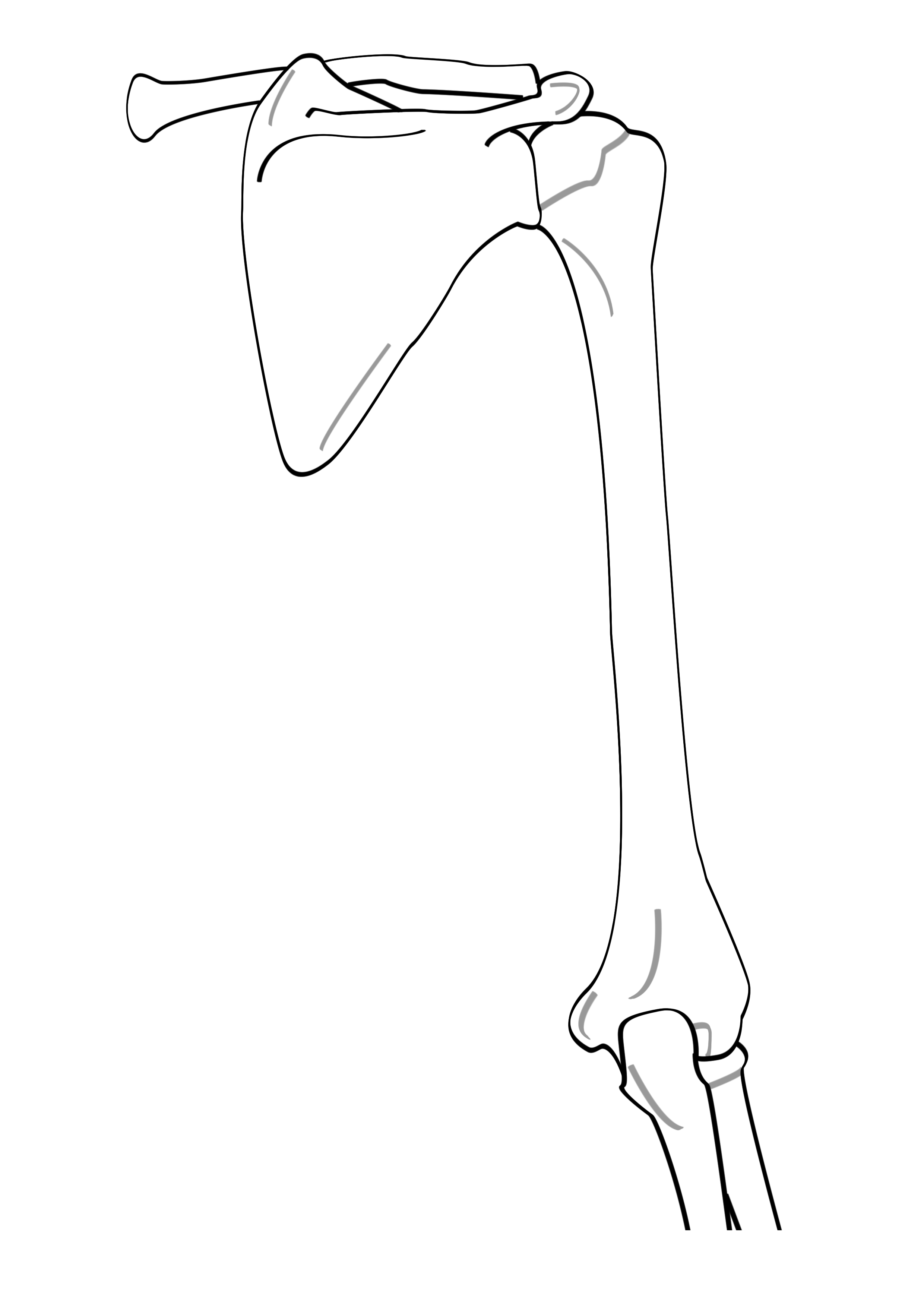 bones of upper limb posterior