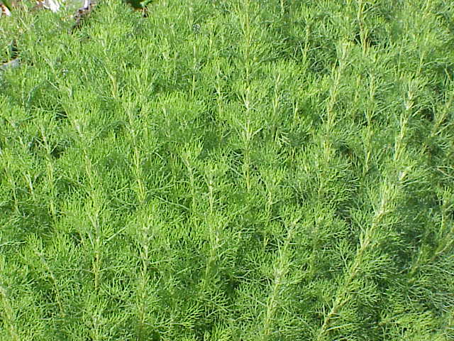 Photo of Jardin botanique Yves Rocher de La Gacilly