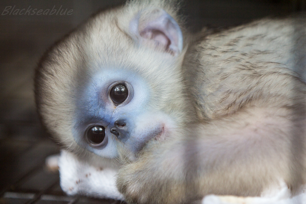 golden monkeys cute