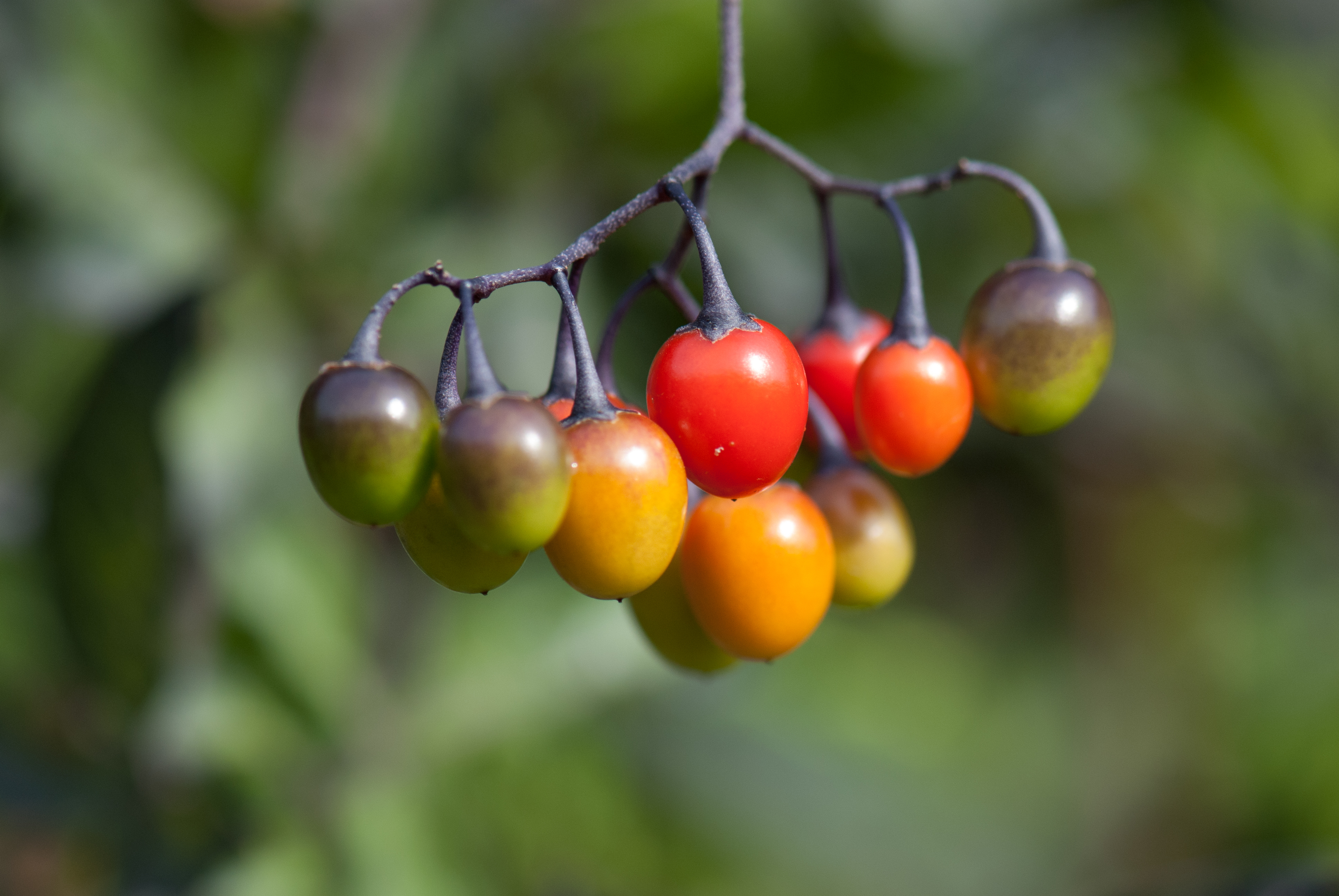 Bitter berries. Паслен Китагавы. Паслен куст. Паслен красный.