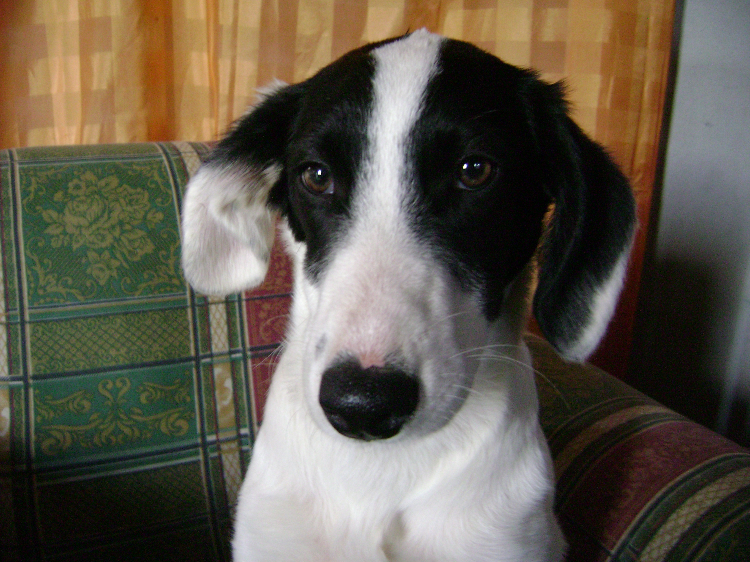 black and white dog