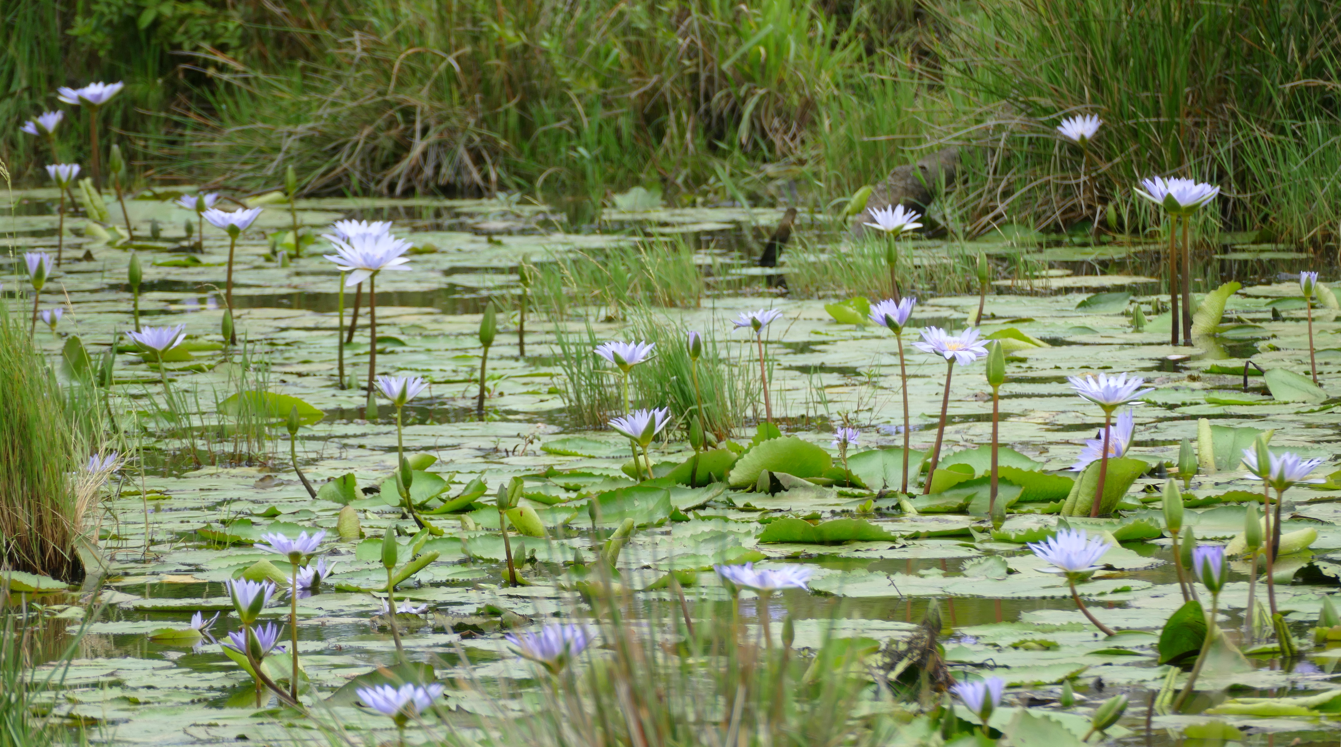 File:Blue Water Lilies (Nymphaea caerulea) in a small pond   (32749839328).jpg - Wikimedia Commons