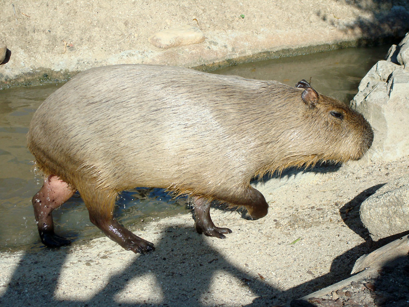 File:Capibara - 4850507318.jpg