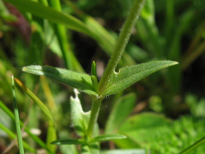 File:Cerastium arvense blatt.jpeg