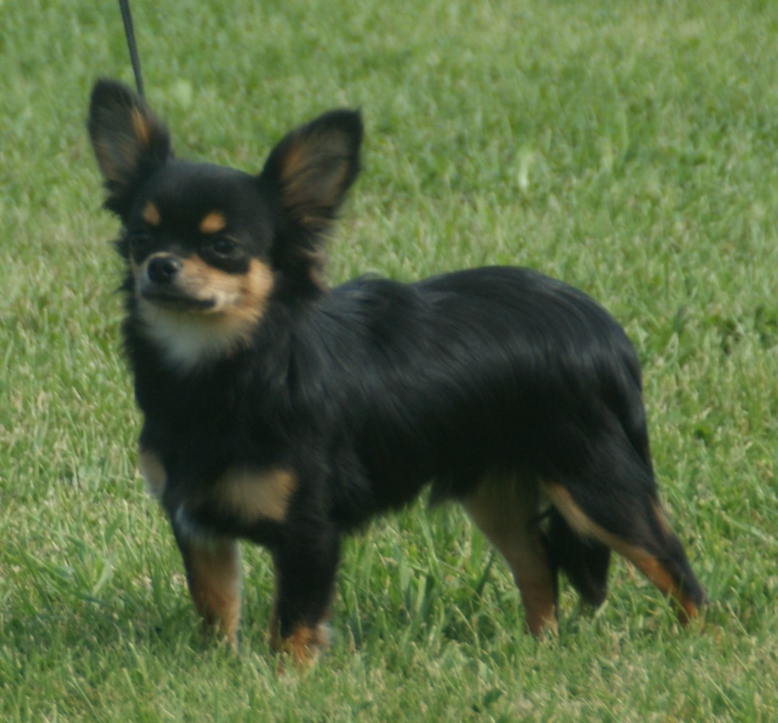 File:Chihuahua long-haired black &  - Wikimedia Commons