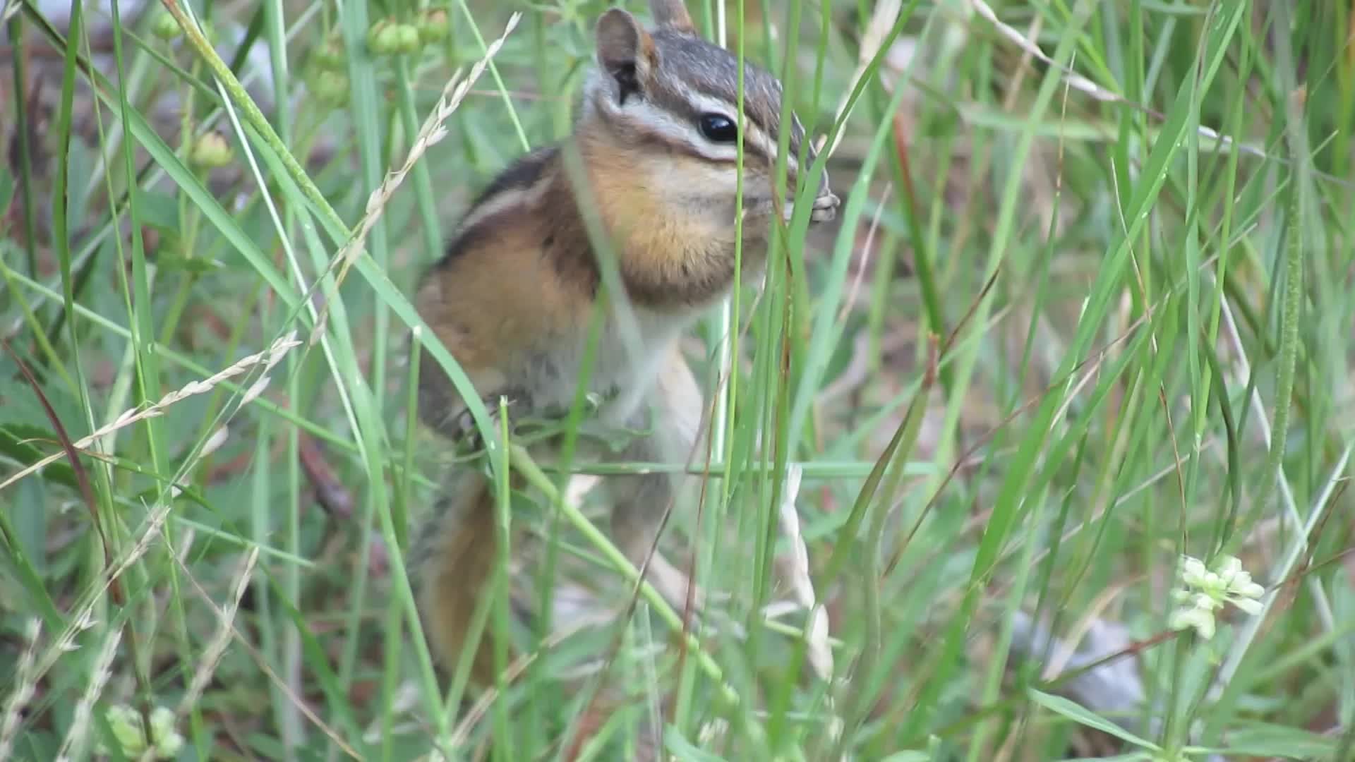 get rid of chipmunks