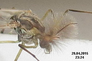 File:Chironomid midge -detail (sw) (16734706544).jpg