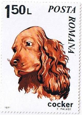 File:Cocker-Spaniel-Canis-lupus-familiaris Romania 1971.jpg