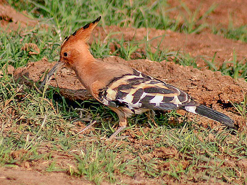 File:Common Hoopoe (Upapa epops) at Hodal Im IMG 9523.jpg