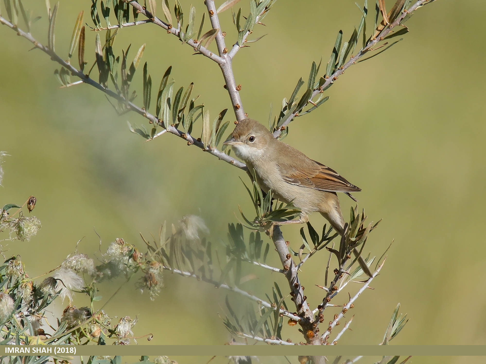 Greater whitethroat