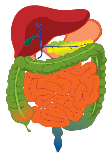 File:Complete GI tract - sized.png - Wikimedia Commons