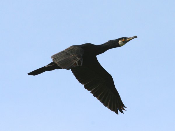 File:Cormorant (Phalacrocorax carbo) (11).jpg