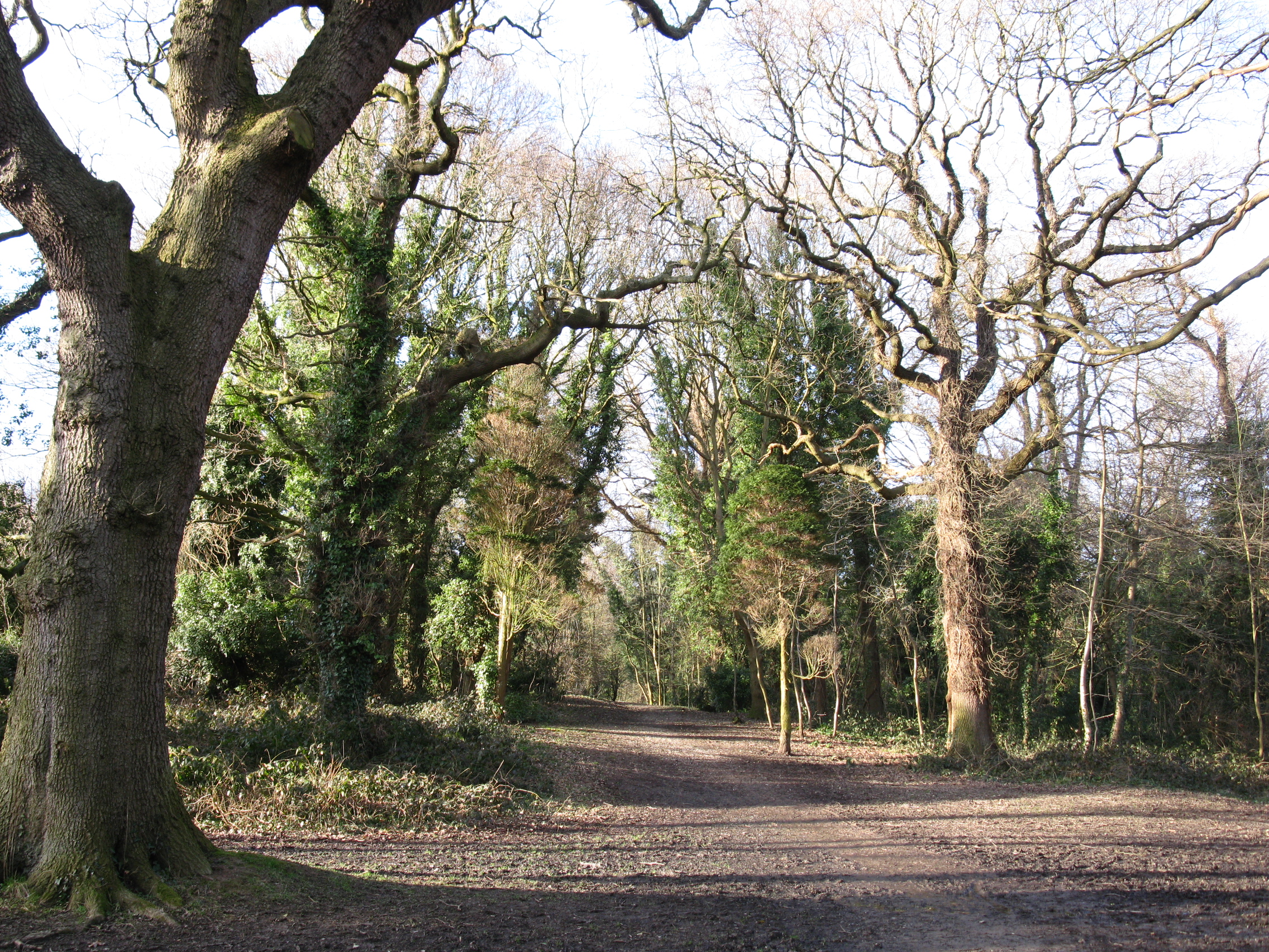 Old Roar Gill and Coronation Wood