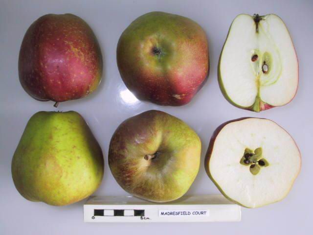 File:Cross section of Madresfield Court, National Fruit Collection (acc. 1919-007).jpg