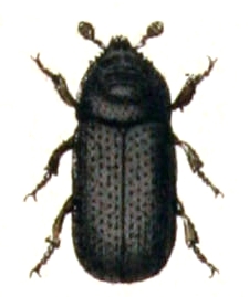 <i>Cryphalus</i> Genus of beetles